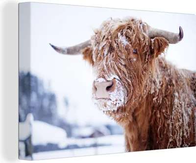 Produktbild von OneMillionCanvasses® - Leinwandbilder - 120x80 cm, Schottisches Hochlandrind - Schnee - Winter, Wandbilder Wohnzimmer Hochland Rind - Tier Wanddekoration - Hochland Rind - Kuh - Gemälde auf Holzrahmen  - Wanddekorationen - Wohnzimmer