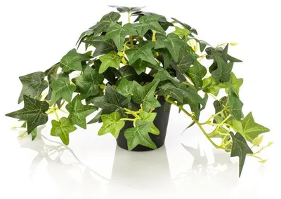 Produktbild von Efeu grün im Topf 19 cm Kunstpflanze Emerald