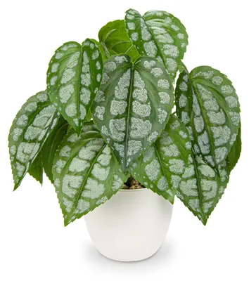 Productafbeelding van Kunstplant in pot - 28 cm hoog - Decoratie voor huis, kantoor en balkon