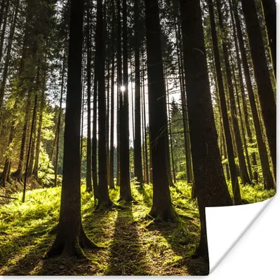 Produktbild von MuchoWow® Poster Baum - Natur - Sonne - Wald 75x75 cm - Wand Dekoration