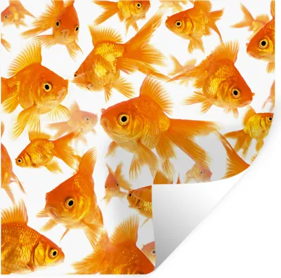 Produktbild von MuchoWow® Wandtattoo Wandsticker Wandaufkleber Goldfisch - Weiß - Fisch 80x80 cm Selbstklebend und Repositionierbar - Wierderverwendbar - Selbstklebend