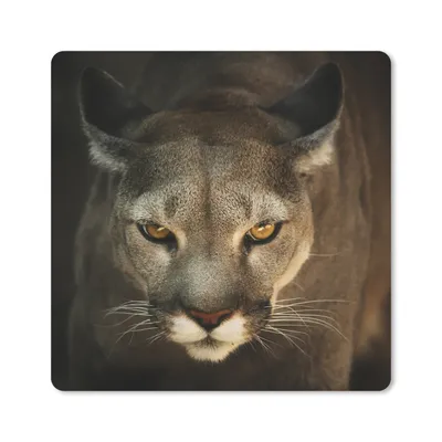 Produktbild von MuchoWow® Mauspad Mousepad Nahaufnahme Puma 20x20 cm - Mousepads - Maus Mat - Pad - Mausunterlage - Desk Mat - Bureauartikeln