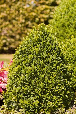Produktbild von Buxus sempervirens 'Arborescens', Buchsbaum, 40–50 cm