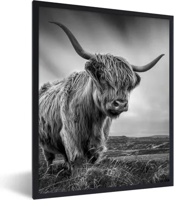 Produktbild von MuchoWow® Gerahmtes Poster Kühe - Schottische Hochlandkühe - Natur - Tiere - Schwarz und weiß 60x80 cm - Poster mit Schwarzem Bilderrahmen Wandposter Rahmen Foto Bilder - Premium - Wanddeko Wohnzimmer