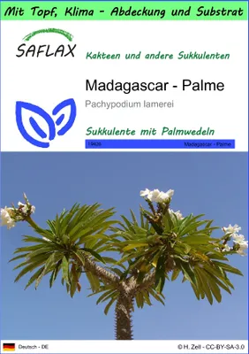 Produktbild von SAFLAX Garden to go - Madagascar - Palme - Pachypodium lamerei - 10 Samen - Mit Topf, Klima - Deckel und Anzuchtsubstrat