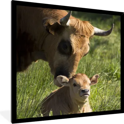 Produktbild von MuchoWow® Gerahmtes Poster Kuh - Gras - Horn - Kalb 40x40 cm - Poster mit Schwarzem Bilderrahmen Wandposter Rahmen Foto Bilder - Mit Rahmen - Wanddekoration Schlafzimmer