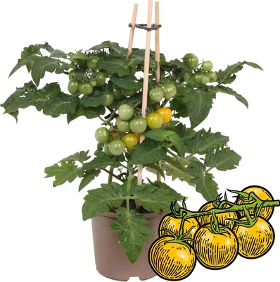 Zdjęcie produktu dla Zólty pomidor koktajlowy - roslina z wieloma owocami - na balkon i do ogrodu - doniczka 14 cm - Vegetable-To-Go