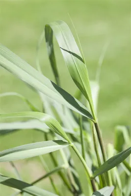 Produktbild von Rutenhirse Squaw, im Topf - Panicum virgatum