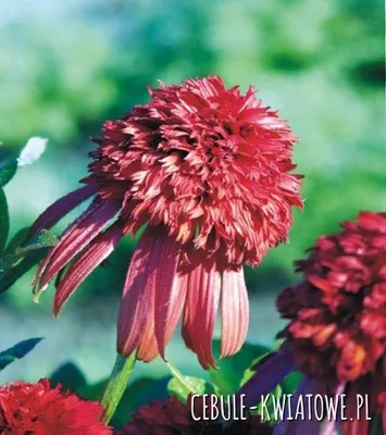 Zdjęcie produktu dla Echinacea Jeżówka Hot Papaya 1 szt. sadzonki jeżówki sadzonka