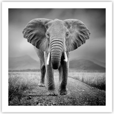 Produktbild von Poster - Poster ohne Rahmen - Elefant Wildnis Natur - 60x60 cm - Wand Bild - Wanddeko - Wandbilder - Kunstposter - Wandposter - Bilder - Kunstdruck - Wanddekoration - Wandbild - P2XAC60x60-4966