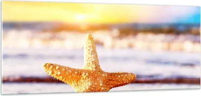 Produktbild von Bilder auf glas - Starfish Strand Sand Ozean - 100x40cm - Glasbilder - Wandbilder - Kunstdruck - zum Aufhängen bereit - Wanddekoration aus Glas - Glas Bilder - Wandbild auf Glas - GAB100x40-2815