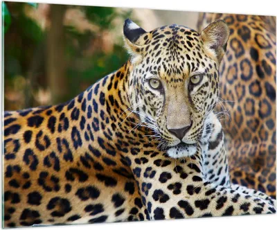 Produktbild von Bilder auf glas - Leopardpanther Katze Tier Savanne - 100x70cm - Glasbilder - Wandbilder - Kunstdruck - Wanddekoration aus Glas - Glas Bilder - Wandbild auf Glas - GAA100x70-0402