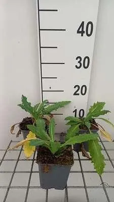 Produktbild von 6 x Papaver or. 'Allegro' - Mohn - Topf 9 x 9 cm