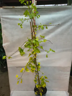 Produktbild von Ginkgo biloba Fächerblattbaum Pflanze 170–200 cm im Topf