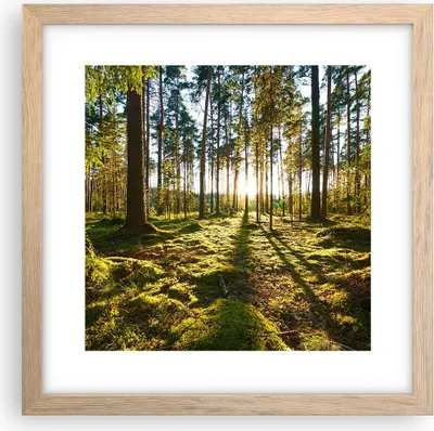 Produktbild von Gerahmtes Poster - Rahmen in heller Eiche - Wald Baum Natur - 30x30 cm - Wand Bild - Wanddeko - Wandbilder - Kunstposter - Wandposter - Bilderrahmen - Bilder - Kunstdruck - Wandbild - P2NAC30x30-3724