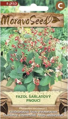 Produktbild von Scharlachrote Kletterbohnen MoravoSeed