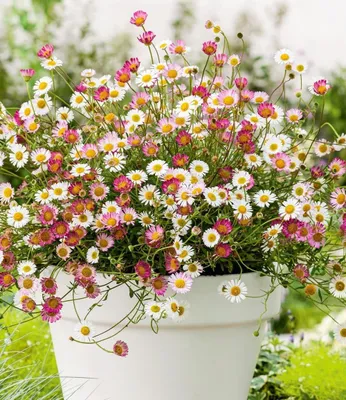 Produktbild von BALDUR Garten 9x Spanisches Gänseblümchen, Pflanzen im 9x9 cm-Topf, Erigeron Staude, winterharte Staude, mehrjährig & blühend, Erigeron karvinskianus, Korbblütler, Blütenteppich, Blickfang