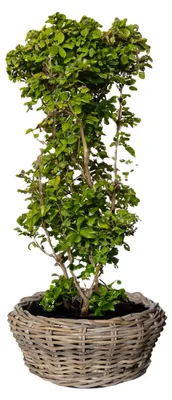 Produktbild von Pflanzen-/Blumenschale - Rattangeflecht - D36 x H28 cm - Terrassenschale - Korb - Flechtwerk