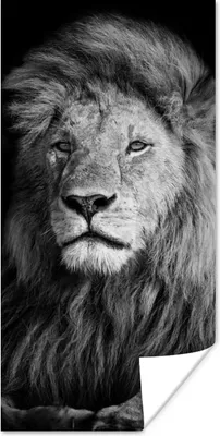 Produktbild von MuchoWow® Poster Wildlife - Löwe - Schwarz - Weiß 20x40 cm - Plakat - Foto