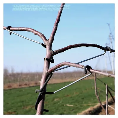 Produktbild von Astspreizer für Obstbäume, 10 Stück, 36 cm