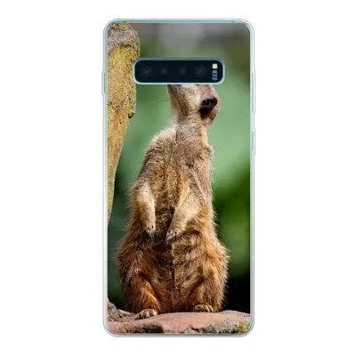 Produktbild von MuchoWow® Handyhülle Schutzhülle Hülle für Samsung Galaxy S10 Plus Erdmännchen - Tier - Rock Silikon Softcase Handy Hülle - Schutzhülle
