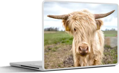 Produktbild von MuchoWow® Laptop Aufkleber Sticker Cover Schottische Hochlandrind - Licht - Landschaft 30x22 cm - Laptop-Sticker