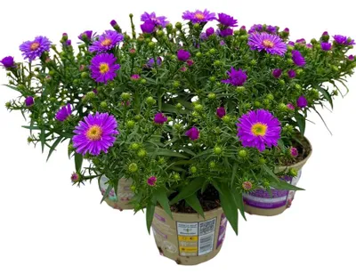 Produktbild von Enseleits 3er Set Winterastern (Symphyotrichum novi-belgii)