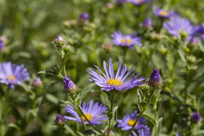 Produktbild von Aster amellus 'Sternkugel', Berg-Aster, violett, ca. 9x9 cm Topf