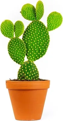 Obrázek produktu pro Gardners Opuntia, průměr 12 cm