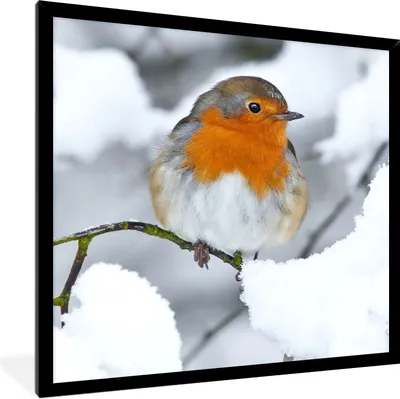 Produktbild von MuchoWow® Gerahmtes Poster Rotkehlchen - Schnee - Winter 40x40 cm - Poster mit Schwarzem Bilderrahmen Wandposter Rahmen Foto Bilder - Mit Rahmen - Wanddekoration Schlafzimmer