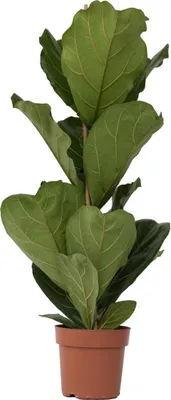 Produktbild von Geigenpflanze - Ficus Lyrata - Höhe 70-90cm - ⌀21cm