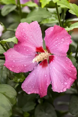 Produktbild von Hibiscus syriacus 'Aphrodita', Roseneibisch, rosa Blüten, 60–80 cm