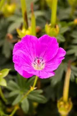 Produktbild von Blut-Storchschnabel Shooting Star, im Topf - Geranium sanguineum