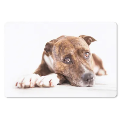 Produktbild von MuchoWow® Schreibtischunterlage Liegender Hund Fotodruck 60x40 cm - XXL Mauspad - Großes Mauspad