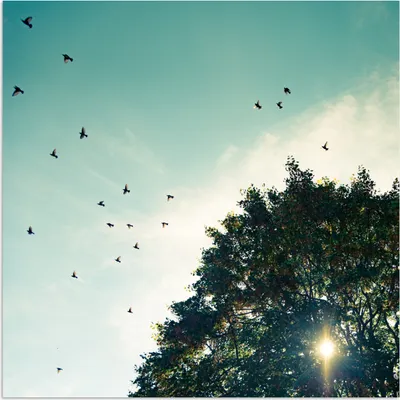 Produktbild von MuchoWow® Poster Wald - Baum - Vogel 100x100 cm - Babyzimmer