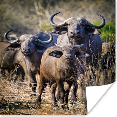Produktbild von MuchoWow® Poster Gruppe von neugierigen Büffeln 75x75 cm - Wand Dekoration