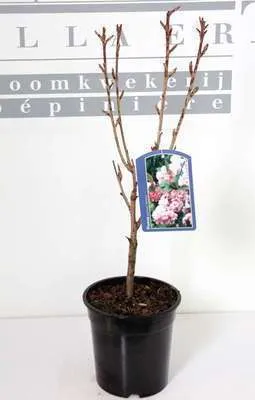Obrázok produktu pre Prunus serr. 'Kanzan' - Japonská okrasná čerešňa 60- 80 cm - Kontajner