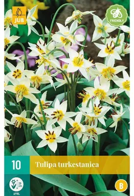 Productafbeelding van Tulipa turkestanica JUB, 10 bollen