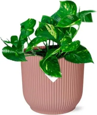 Image de Lierre d'intérieur (Epipremnum Aureum) Ø 14 cm, pot décoratif rose, plante grimpante purificatrice d'air