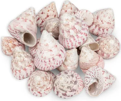 Produktbild von NaDeco Trochus maculatus rot 0,5 kg, 3-6 cm, Kreiselschnecke, Naturbelassen, Gereinigt, Für Schale, Glas und maritime Dekoration