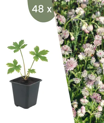 Produktbild von Plants by Frank | 48 Große Sterndolde Pflanzen | Astrantia Major | Stauden | Winterhart | Mehrjährig | Gartenpflanzen