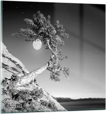 Produktbild von Bilder auf glas - Einteilig - Voll der Mond Baum - 70x70cm - Glasbilder - Wandbilder - Bilder - zum Aufhängen bereit - Wanddekoration aus Glas - Glas Bilder - Wandbild auf Glas - GAC70x70-4689
