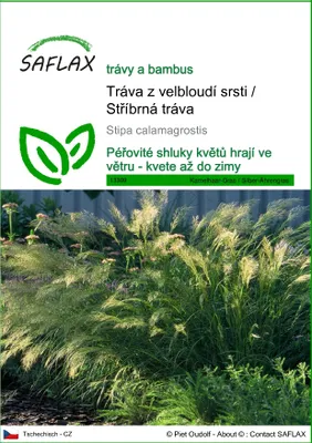 Obrázek produktu pro SAFLAX - Tráva z velbloudí srsti / Stříbrná tráva - Stipa calamagrostis - 50 Semena