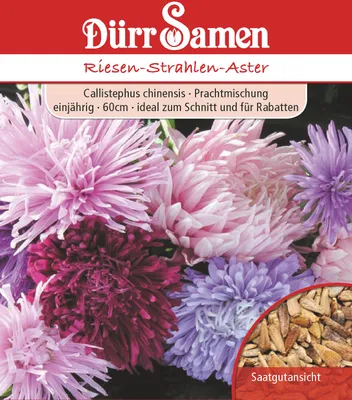 Artikelbild 1 von 'Aster Riesen Strahlen' aus der Kategorie Asternsamen