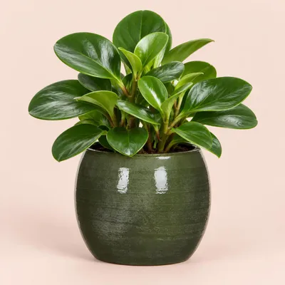 Produktbild von Mica Decorations Blumentopf - glanzend grun - Keramik - 14x12 cm