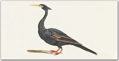 Produktbild von Coloray Bild aus Leinwand 100x50 Leinwand Dekoration - Tier Vogel