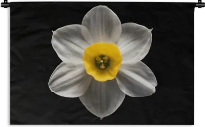 Produktbild von MuchoWow® Wandteppich Wandbehang Eine weiße Narzissenblüte auf schwarzem Hintergrund 60x40 cm Tapisserie Dekoration Wandtuch - Wanddekorationen