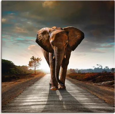 Produktbild von ARTland Leinwandbild Ein Elefant läuft auf der Straße Größe: 40x40 cm