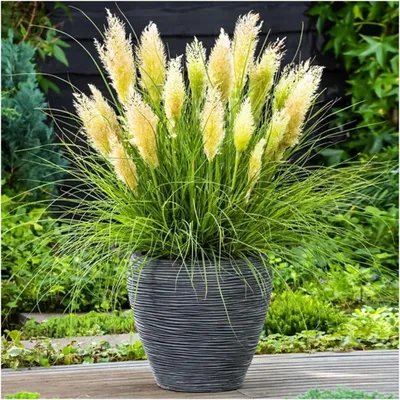 Produktbild von Stauden Gänge 1 x Cortaderia selloana 'Tiny Pampa' im 1 Liter Topf - Weißes Zwerg Pampasgras - Pampasgras in kompakter Perfektion