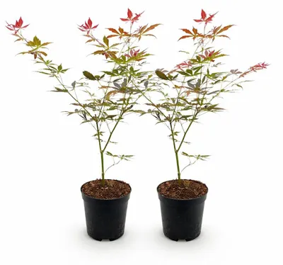 Immagine prodotto di Acer palmatum "Sumi-nagashi" - acero giapponese a forma di ventaglio - deciduo - 19 cm (dimensione del vaso) - 70 cm - Set da 2 - rosso